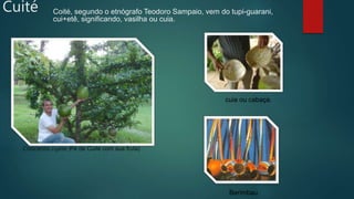 Cuité Coité, segundo o etnógrafo Teodoro Sampaio, vem do tupi-guarani,
cui+etê, significando, vasilha ou cuia.
cuia ou cabaça.
Crescentia cujete (Pé de Cuité com sua fruta)
Berimbau
 
