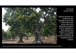 Um souto
transmontano
Espécie arbórea com
preferência por
altitudes entre os 400
e 1000 metros (por
vezes mais), sem
temperaturas abaixo
dos 15º negativos e
solos ligeiramente
ácidos. Em Portugal
são numerosos os
soutos nos distritos de
Bragança Viseu e
Guarda.

http://www.asbeiras.pt/2012/05/investigadores-ajudam-agricultores-a-aumentar-producao-de-castanha-em-sernancelhe/

13

 