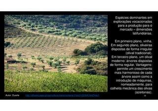 Espécies dominantes em
explorações vocacionadas
para a produção para o
mercado – dimensões
latifundiárias.

Autor: Duarte

http://olhares.sapo.pt/agricultura-transmontana-t-foto3122264.html?nav1

Em primeiro plano, vinha.
Em segundo plano, oliveiras
dispostas de forma irregular
(olival tradicional).
Em terceiro plano, um olival
moderno: árvores dispostas
de forma regular. Vantagens:
permite um crescimento
mais harmonioso de cada
árvore assim como a
introdução de máquinas,
nomeadamente, para
colheita mecânica das olivas
(azeitonas).
14

 