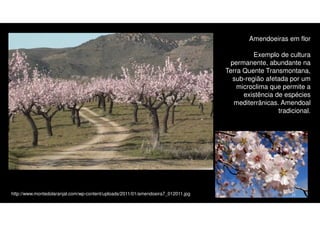 Amendoeiras em flor
Exemplo de cultura
permanente, abundante na
Terra Quente Transmontana,
sub-região afetada por um
microclima que permite a
existência de espécies
mediterrânicas. Amendoal
tradicional.

http://www.montedolaranjal.com/wp-content/uploads/2011/01/amendoeira7_012011.jpg

15

 