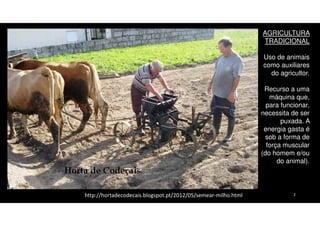 AGRICULTURA
TRADICIONAL
Uso de animais
como auxiliares
do agricultor.
Recurso a uma
máquina que,
para funcionar,
necessita de ser
puxada. A
energia gasta é
sob a forma de
força muscular
(do homem e/ou
do animal).

http://hortadecodecais.blogspot.pt/2012/05/semear-milho.html

2

 