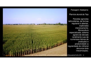 Paisagem ribatejana:
Planície aluvial do Tejo
Parcelas agrícolas
latifundiárias, de formas
regulares e abertas,
exploradas
intensivamente;
Monocultura
especializada; sistema
agrário de elevado
rendimento (uso de
numerosos fatores de
produção) e
produtividade (a
regularidade do milheiral
denuncia forte
mecanização).
http://acm2.adp-fertilizantes.pt/ACM2_upload/Actualidade/Noticias/Foto%20Agroglobal%203.JPG

20

 