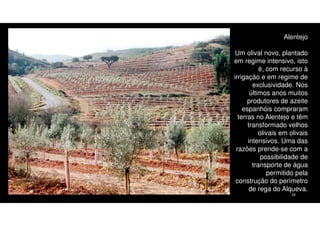 Alentejo
Um olival novo, plantado
em regime intensivo, isto
é, com recurso à
irrigação e em regime de
exclusividade. Nos
últimos anos muitos
produtores de azeite
espanhóis compraram
terras no Alentejo e têm
transformado velhos
olivais em olivais
intensivos. Uma das
razões prende-se com a
possibilidade de
transporte de água
permitido pela
construção do perímetro
de rega do Alqueva.
24

 