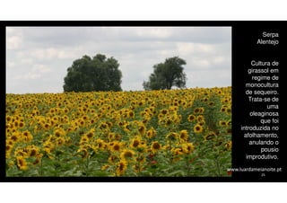 Serpa
Alentejo
Cultura de
girassol em
regime de
monocultura
de sequeiro.
Trata-se de
uma
oleaginosa
que foi
introduzida no
afolhamento,
anulando o
pousio
improdutivo.
www.luardameianoite.pt
25

 