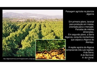 Paisagem agrícola na planície
algarvia
Em primeiro plano, laranjal
para produção em massa,
orientada para o mercado.
Parcelas de médias
dimensões.
Em segundo plano, a Serra
Algarvia, conjunto montanhoso
que separa o Algarve do
Alentejo.

http://algarvecitrinos.com/images/outeiro_large.jpg

A região agrária do Algarve
compreende três sub-regiões:
A da Serra;
A do Barrocal;
A do Litoral.
26

 