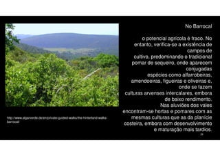 No Barrocal

http://www.algarverde.de/en/private-guided-walks/the-hinterland-walksbarrocal/

o potencial agrícola é fraco. No
entanto, verifica-se a existência de
campos de
cultivo, predominando o tradicional
pomar de sequeiro, onde aparecem
conjugadas
espécies como alfarrobeiras,
amendoeiras, figueiras e oliveiras e,
onde se fazem
culturas arvenses intercalares, embora
de baixo rendimento.
Nas aluviões dos vales
encontram-se hortas e pomares com as
mesmas culturas que as da planície
costeira, embora com desenvolvimento
e maturação mais tardios.
29

 