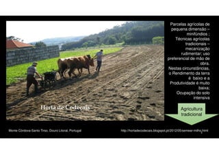 Parcelas agrícolas de
pequena dimensão –
minifúndios ;
Técnicas agrícolas
tradicionais –
mecanização
rudimentar; uso
preferencial de mão de
obra.
Nestas circunstâncias,
o Rendimento da terra
é baixo e a
Produtividade é muito
baixa;
Ocupação do solo
intensiva

Agricultura
tradicional

Monte Córdova-Santo Tirso, Douro Litoral, Portugal

http://hortadecodecais.blogspot.pt/2012/05/semear-milho.html
3

 