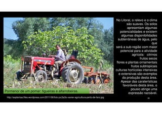 Pormenor de um pomar: figueiras e alfarrobeiras.
http://asplantas.files.wordpress.com/2011/06/foto-joc3a3o-xavier-agricultura-perto-de-faro.jpg

No Litoral, o relevo e o clima
são suaves. Os solos
apresentam algumas
potencialidades e existem
algumas disponibilidades
subterrâneas de água, pelo
que
será a sub-região com maior
potencial para a atividade
agrícola: citrinos
frutos secos
flores e plantas ornamentais
frutos subtropicais
culturas hortícolas intensivas
e extensivas são exemplos
da produção desta área.
Apesar das caraterísticas
favoráveis desta área, o
pousio atinge uma
expressão razoável.
30

 