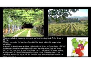 http://www.casadacalcada.com/assets/user/image/minho.png

Vinha em latada, à esquerda, frequente na paisagem agrária de Entre Douro e
Minho.
Muitas vezes, este tipo de disposição da vinha surge a delimitar as parcelas
agrícolas.
À direita, uma exploração vinícola, igualmente, na região de Entre Douro e Minho.
Reflexo das temperaturas mais amenas e da precipitação elevada, os vinhos
atingem um valor de grau alcoólico menor, Daí, a designação de vinhos verdes.
Para garantir as caraterísticas genuínas deste vinho, a região produtora foi
demarcada (artigo 10º da Carta de Lei de 18 de Setembro de 1908 e, depois, pelo artigo 19º do Decreto de 1 de
Outubro do mesmo ano).

6

 