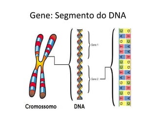 Gene: Segmento do DNA
 