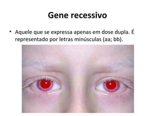 Gene recessivo
• Aquele que se expressa apenas em dose dupla. É
representado por letras minúsculas (aa; bb).
 