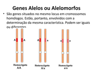 Genes Alelos ou Alelomorfos
• São genes situados no mesmo locus em cromossomos
homólogos. Estão, portanto, envolvidos com a
determinação da mesma característica. Podem ser iguais
ou diferentes.
 