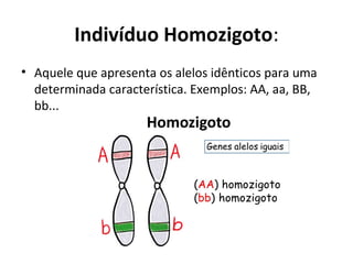 Indivíduo Homozigoto:
• Aquele que apresenta os alelos idênticos para uma
determinada característica. Exemplos: AA, aa, BB,
bb...
 