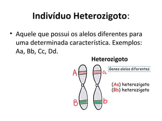 Indivíduo Heterozigoto:
• Aquele que possui os alelos diferentes para
uma determinada característica. Exemplos:
Aa, Bb, Cc, Dd.
 