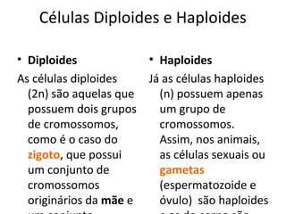 Células Diploides e Haploides
• Diploides
As células diploides
(2n) são aquelas que
possuem dois grupos
de cromossomos,
como é o caso do
zigoto, que possui
um conjunto de
cromossomos
originários da mãe e
• Haploides
Já as células haploides
(n) possuem apenas
um grupo de
cromossomos.
Assim, nos animais,
as células sexuais ou
gametas
(espermatozoide e
óvulo) são haploides
 