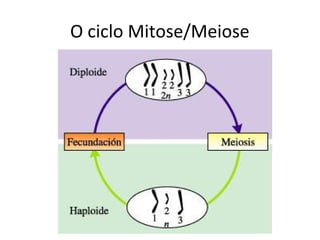 O ciclo Mitose/Meiose
 