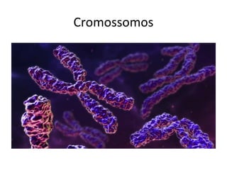 Cromossomos
 