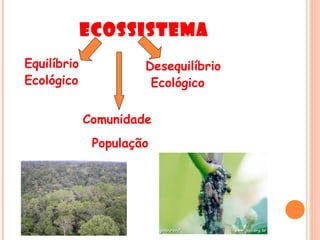 Ecossistema
Equilíbrio            Desequilíbrio
Ecológico              Ecológico

             Comunidade
              População
 