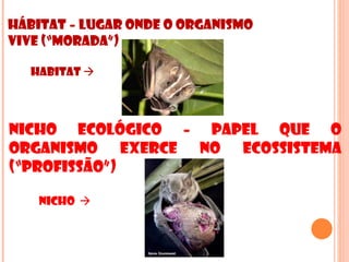 Hábitat – lugar onde o organismo
vive (“morada”)

  Habitat 




Nicho Ecológico – papel que o
organismo exerce no ecossistema
(“profissão”)

    Nicho 
 