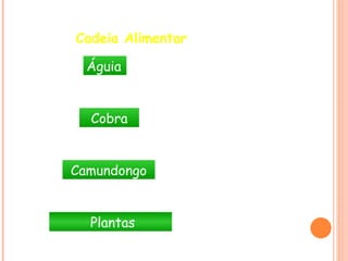 Cadeia Alimentar

  Águia      Consumidor 3º



  Cobra      Consumidor 2º



Camundongo    Consumidor 1º



  Plantas     Produtor primário
 