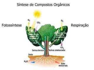 Síntese de Compostos Orgânicos




Fotossíntese                              Respiração
 