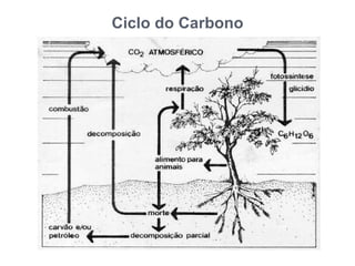 Ciclo do Carbono
 