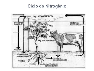 Ciclo do Nitrogênio
 