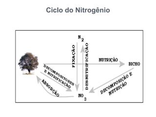 Ciclo do Nitrogênio
 