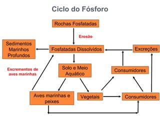 Ciclo do Fósforo
                     Rochas Fosfatadas

                               Erosão
Sedimentos
 Marinhos           Fosfatadas Dissolvidos          Excreções
 Profundos

Excrementos de          Solo e Meio
                                             Consumidores
 aves marinhas           Aquático



             Aves marinhas e    Vegetais         Consumidores
                 peixes
 