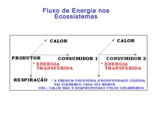 Fluxo de Energia nos
    Ecossistemas
 