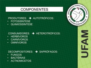COMPONENTES

 PRODUTORES:  AUTOTRÓFICOS:
• FOTOSSÍNTESE
• QUIMIOSSÍNTESE


 CONSUMIDORES:  HETEROTRÓFICOS:
• HERBÍVOROS
• CARNÍVOROS
• OMNÍVOROS


 DECOMPOSITORES:   SAPRÓFAGOS:
• FUNGOS
• BACTÉRIAS
• ACTNOMICETOS
 