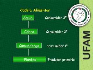 Cadeia Alimentar

  Águia      Consumidor 3º



  Cobra      Consumidor 2º



Camundongo    Consumidor 1º



  Plantas     Produtor primário
 