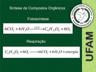 Síntese de Compostos Orgânicos

            Fotossíntese

6CO2 + 6 H 2O LUZ C6 H 12O6 + 6O2
               →
                


            Respiração

C6 H 12O6 + 6O2  →6CO2 + 6 H 2O + energia
                
 