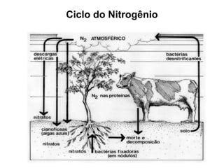 Ciclo do Nitrogênio
 