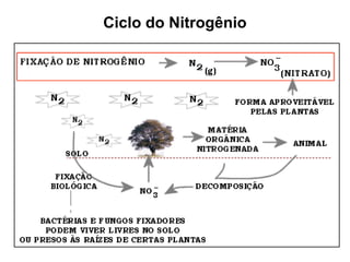 Ciclo do Nitrogênio
 