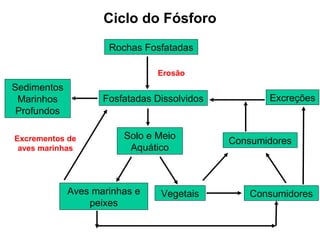 Ciclo do Fósforo
                     Rochas Fosfatadas

                               Erosão
Sedimentos
 Marinhos           Fosfatadas Dissolvidos          Excreções
 Profundos

Excrementos de          Solo e Meio
                                             Consumidores
 aves marinhas           Aquático



             Aves marinhas e    Vegetais         Consumidores
                 peixes
 