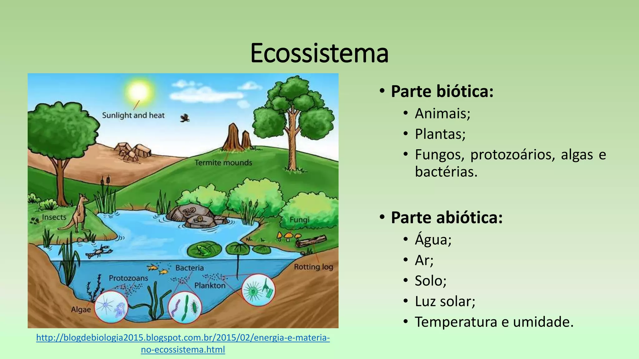 Ecossistema
• Parte biótica:
• Animais;
• Plantas;
• Fungos, protozoários, algas e
bactérias.
• Parte abiótica:
• Água;
• Ar;
• Solo;
• Luz solar;
• Temperatura e umidade.
http://blogdebiologia2015.blogspot.com.br/2015/02/energia-e-materia-
no-ecossistema.html
 