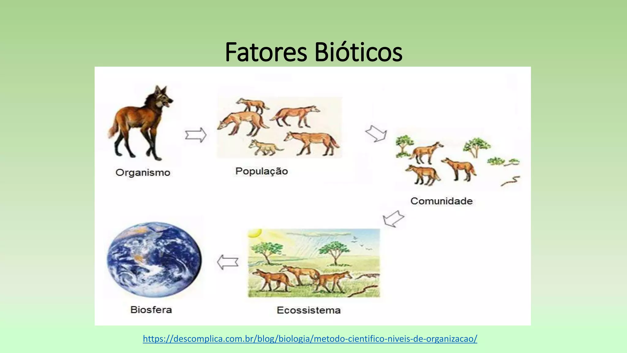 Fatores Bióticos
https://descomplica.com.br/blog/biologia/metodo-cientifico-niveis-de-organizacao/
 