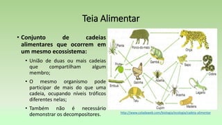 Teia Alimentar
• Conjunto de cadeias
alimentares que ocorrem em
um mesmo ecossistema:
• União de duas ou mais cadeias
que compartilham algum
membro;
• O mesmo organismo pode
participar de mais do que uma
cadeia, ocupando níveis tróficos
diferentes nelas;
• Também não é necessário
demonstrar os decompositores. http://www.coladaweb.com/biologia/ecologia/cadeia-alimentar
 