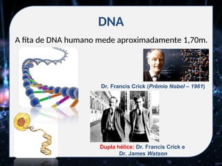 DNA
A fita de DNA humano mede aproximadamente 1,70m.
Dr. Francis Crick (Prêmio Nobel – 1961)
Dupla hélice: Dr. Francis Crick e
Dr. James Watson
 