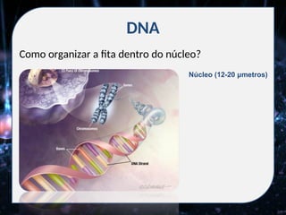 DNA
Como organizar a fita dentro do núcleo?
Núcleo (12-20 μmetros)
 