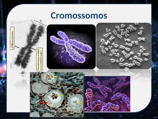 Cromossomos
 