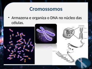 Cromossomos
• Armazena e organiza o DNA no núcleo das
células.
 