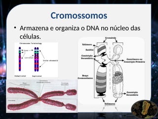 Cromossomos
• Armazena e organiza o DNA no núcleo das
células.
 