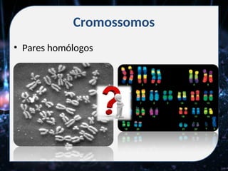Cromossomos
• Pares homólogos
 