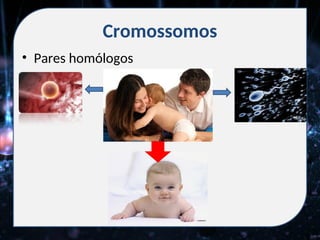 Cromossomos
• Pares homólogos
 