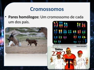 Cromossomos
• Pares homólogos: Um cromossomo de cada
um dos pais.
 