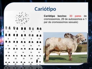 Cariótipo
Cariótipo bovino: 30 pares de
cromossomos, 29 de autossomos e 1
par de cromossomos sexuais)
 