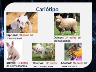 Cariótipo
Caprinos: 30 pares de
cromossomos. Ovinos: 27 pares de
cromossomos.
Suínos: 19 pares
de cromossomos.
Abelhas: 16 pares de
cromossomos.
Coelhos: 22 pares
de cromossomos.
 