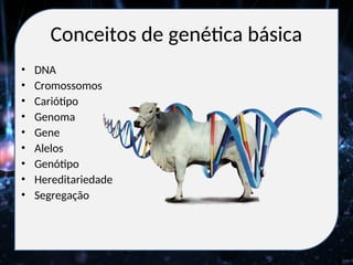 Conceitos de genética básica
• DNA
• Cromossomos
• Cariótipo
• Genoma
• Gene
• Alelos
• Genótipo
• Hereditariedade
• Segregação
 